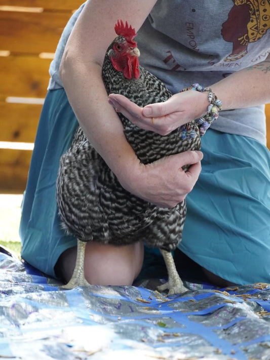 Thank you to our Chicken Poo Bingo Supporters!