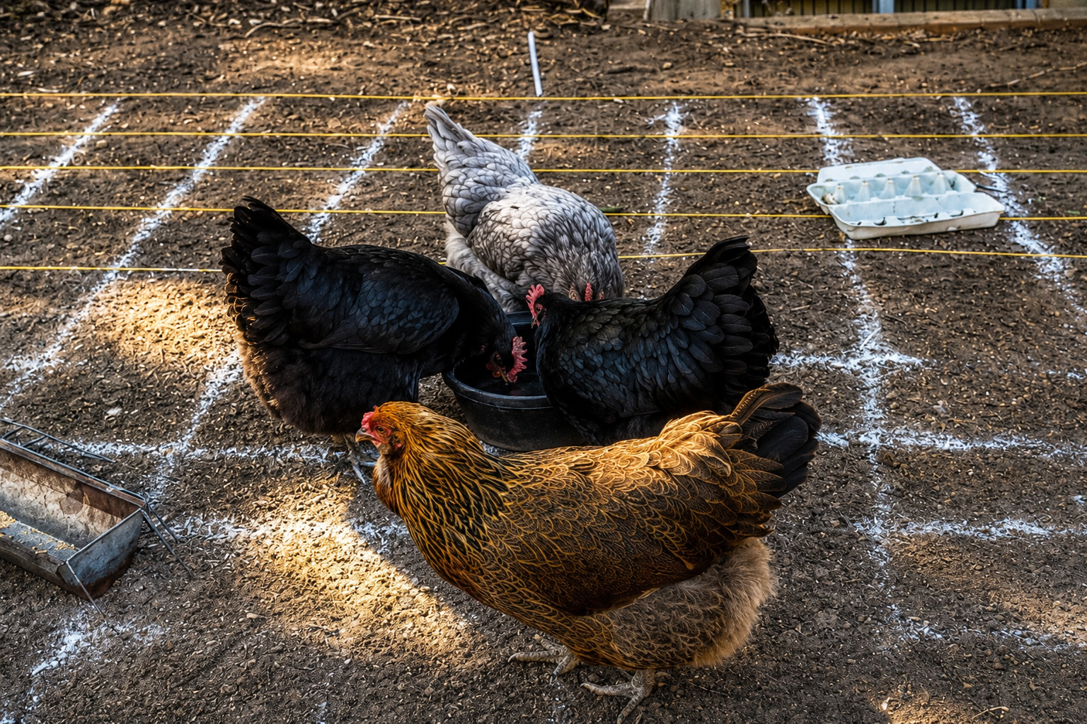Thank You for Supporting Our 3rd Annual Chicken Poo Bingo!