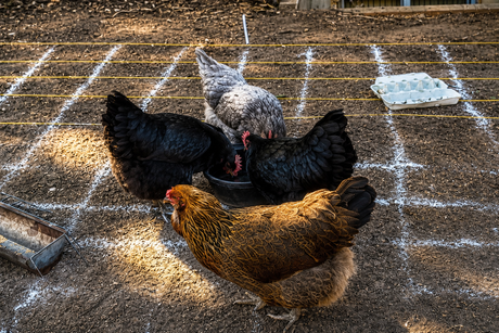 Thank You for Supporting Our 3rd Annual Chicken Poo Bingo!